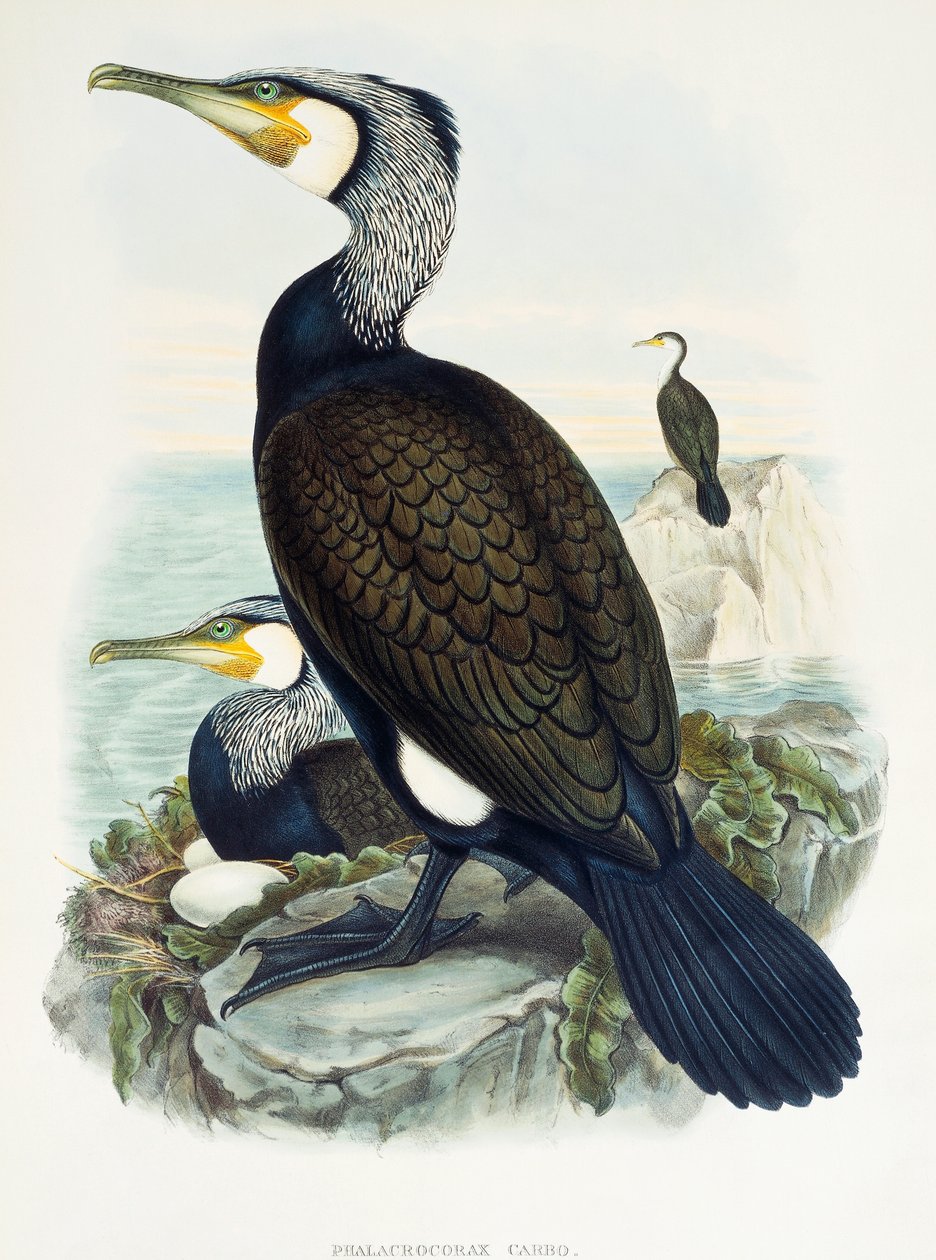 Storskarv (Phalacrocorax carbo), litografi fra Birds of Great Britain af William Matthew Hart