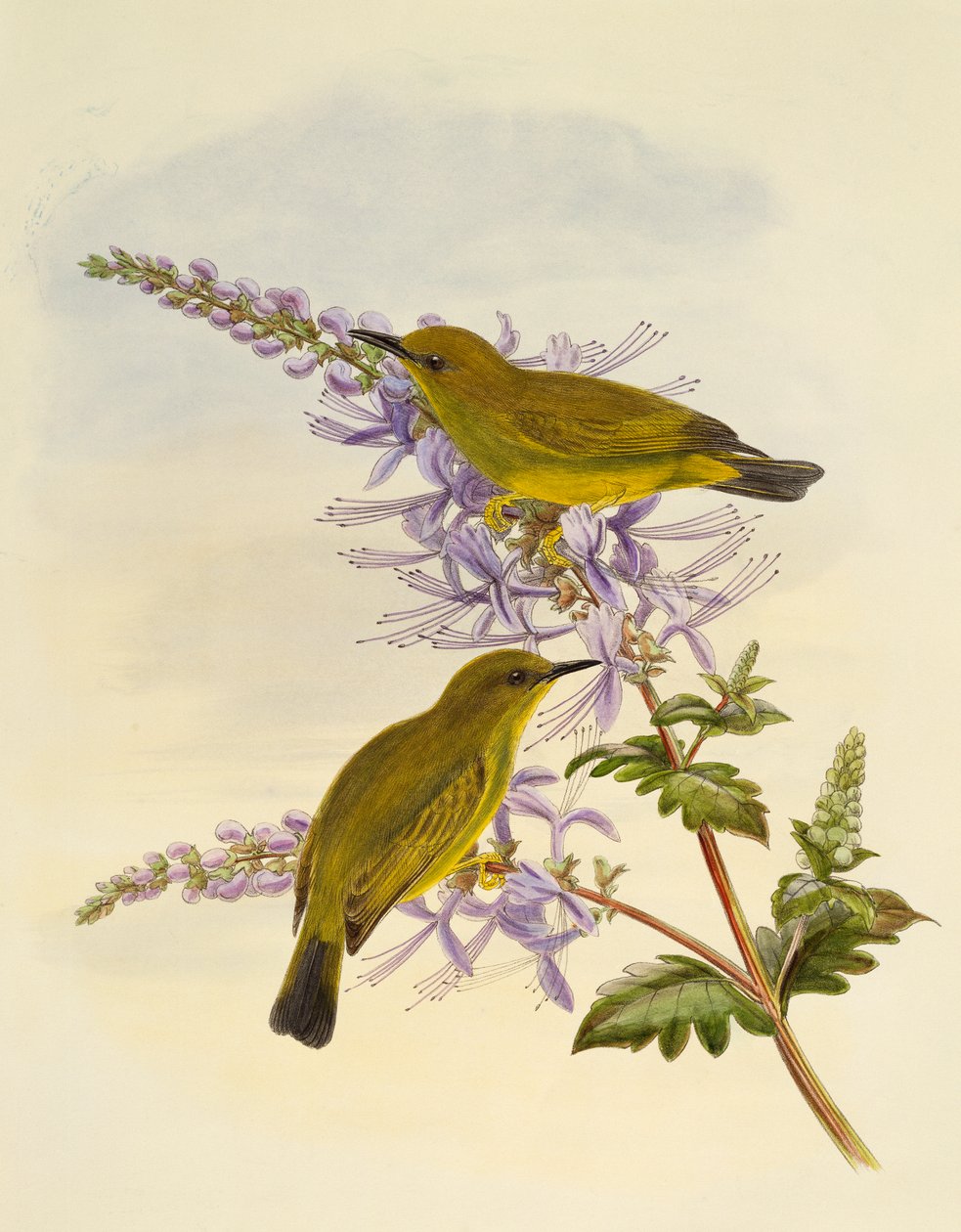 Gråstrubet hvidøjet (Zosterops rendovae), gravering af William Matthew Hart (1830-1908), Storbritannien af William Matthew Hart