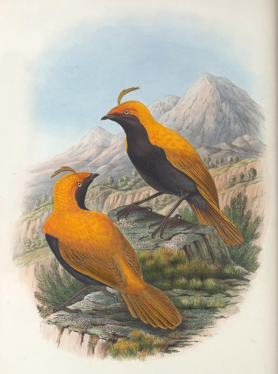 Hart Cnemophilus macgregorii afgrøde af William Matthew Hart