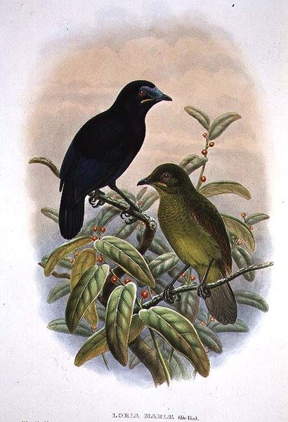 Loria Loriae, Lorias paradisfugl (farve litho) af William Matthew Hart