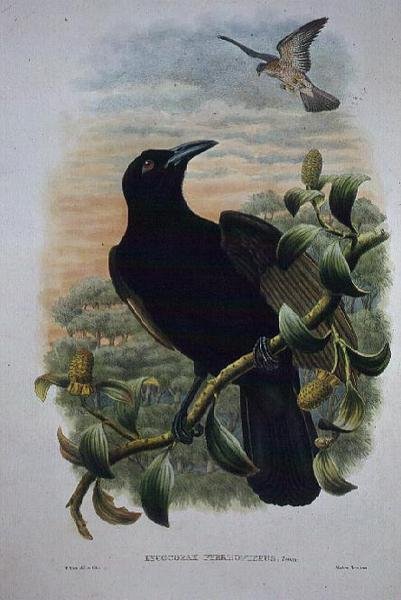 Lucocorax Pyrrhopterus, Paradise eller Silkekrage (litho) af William Matthew Hart