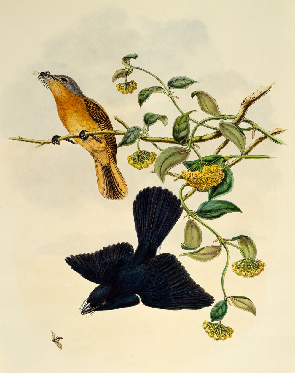 Okkerhovedet fluesnapper (Myiagra cervinicauda), gravering af William Matthew Hart (1830-1908), Storbritannien af William Matthew Hart