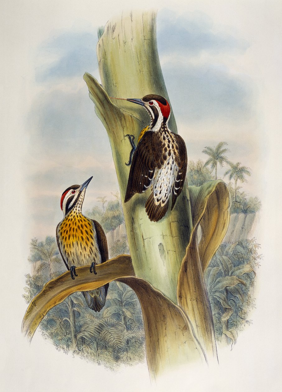 Filippinsk pygmæspætte (Dendrocopos maculatus), litografi fra Birds of Asia af William Matthew Hart