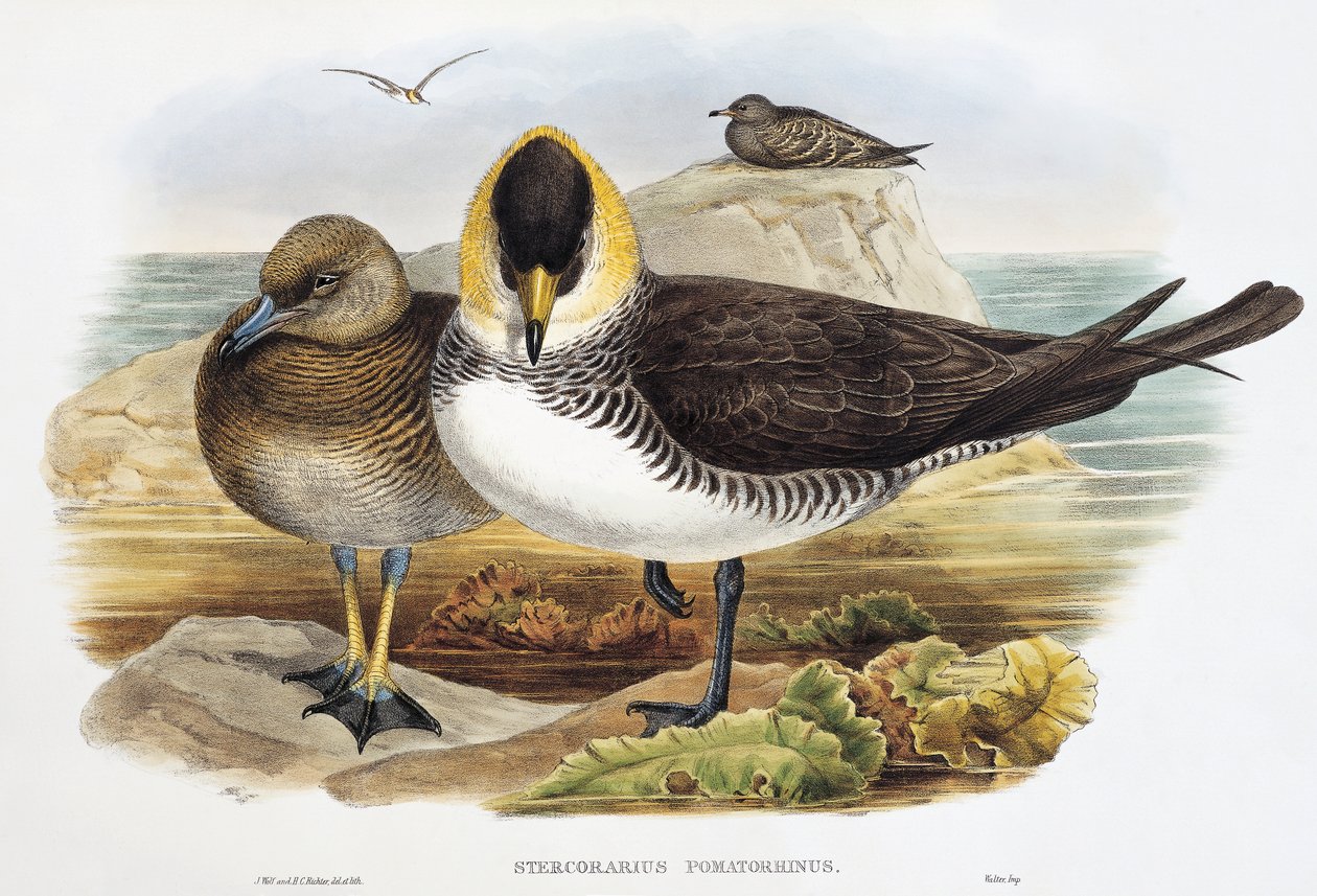 Pomarin Jaeger (Stercorarius pomarinus), litografi fra Birds of Great Britain af William Matthew Hart