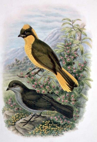 Prinodura Newtoniana, Golden Bowerbird (farve litho) af William Matthew Hart