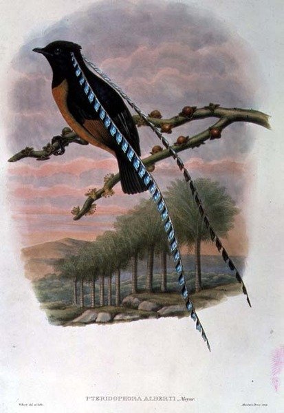 Pteridophora Alberti, konge af Sachsen Paradisfugl (farve litho) af William Matthew Hart