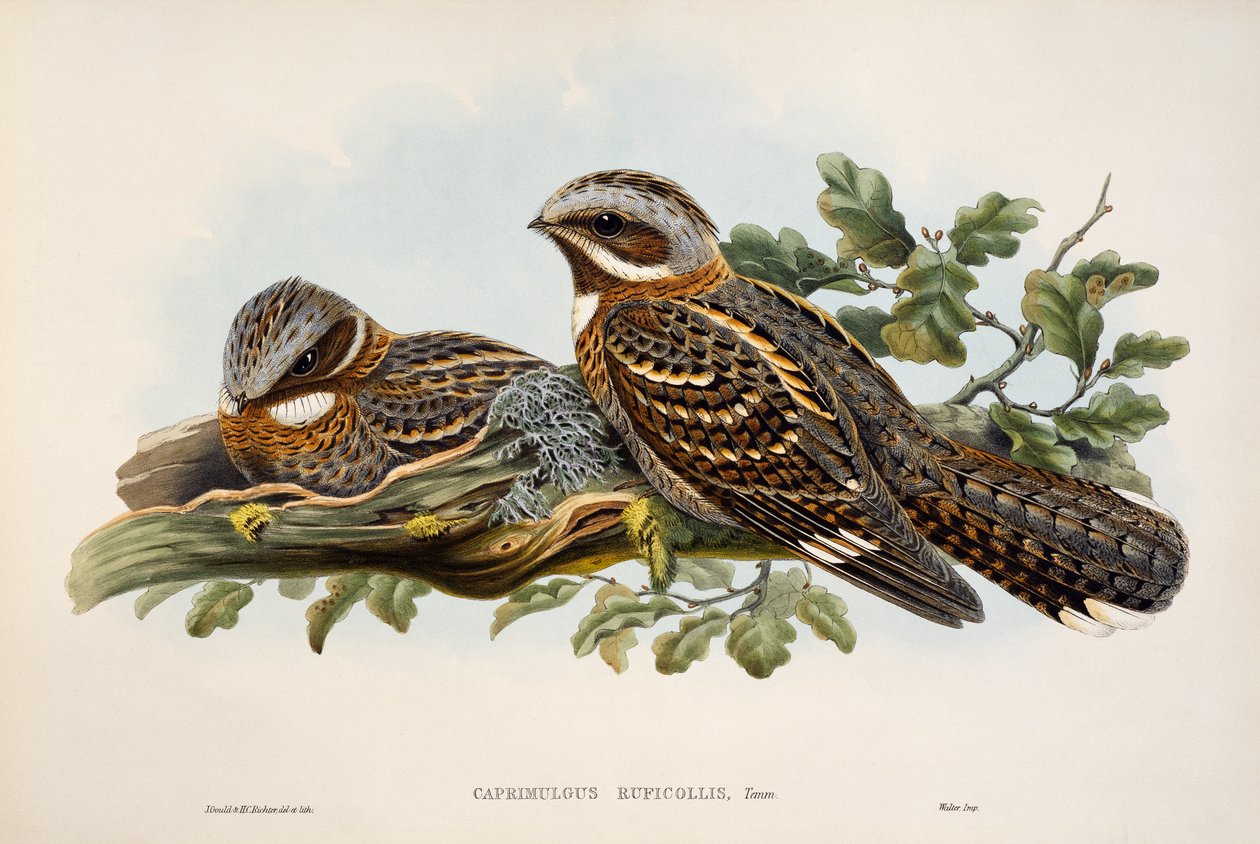 Rødhalset Nightjar (Caprimulgus ruficollis), litografi fra Birds of Great Britain af William Matthew Hart