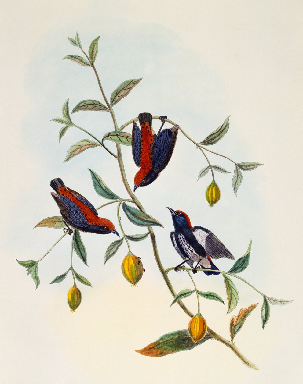 Scarlet-backed Flowerpecker (Dicaeum cruentatum), gravering af William Matthew Hart (1830-1908), Storbritannien af William Matthew Hart