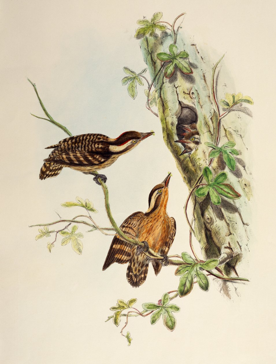 Sunda Spætte (Dendrocopos moluccensis), litografi fra Birds of Asia af William Matthew Hart