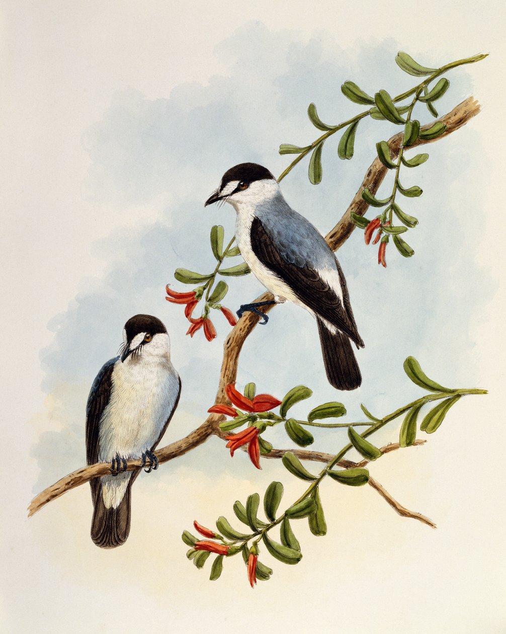 Torrent Robin (Monachella muelleriana), gravering af William Matthew Hart (1830-1908), Storbritannien af William Matthew Hart