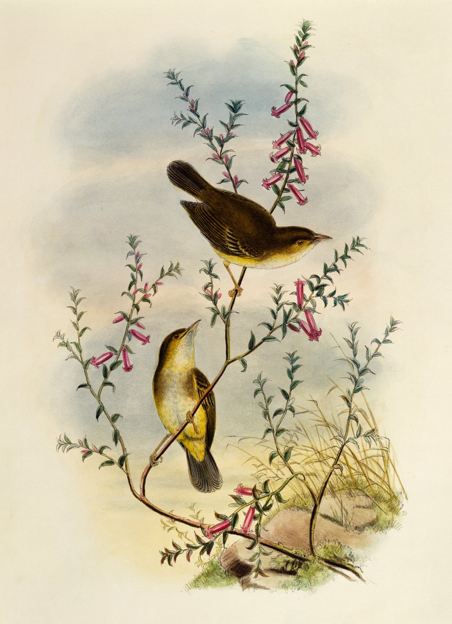 Hvidplettet fluesnapper (Pseudogerygone notata), gravering af William Matthew Hart (1830-1908), Storbritannien af William Matthew Hart