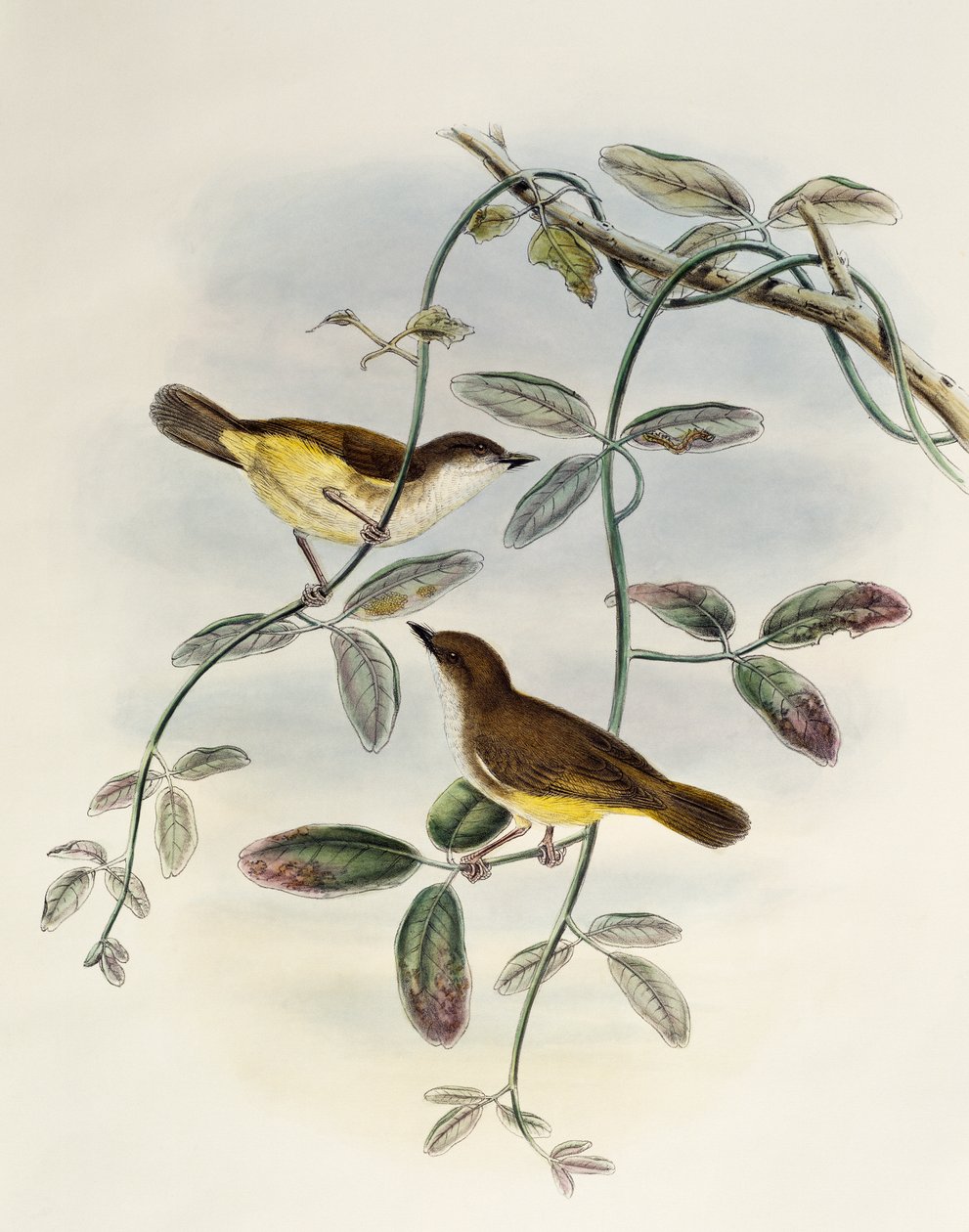Yellow-bellied Gerygone (Gerygone chrysogaster), litografi fra Birds of Asia af William Matthew Hart