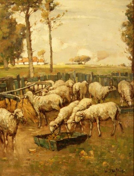 Fårefolden af William McBride