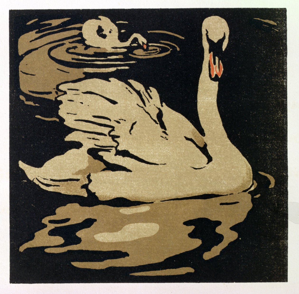 The Beautiful Swan, illustration fra 