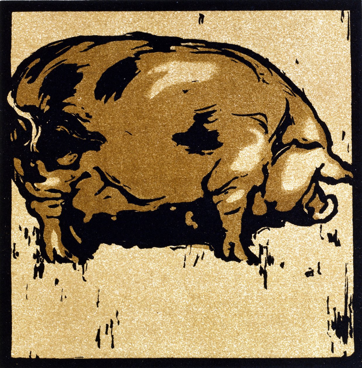 The Learned Pig, fra 