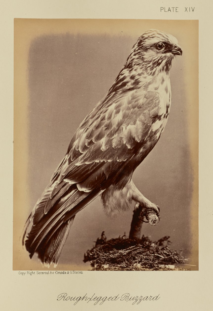 Rough-legged musvåge af William Notman