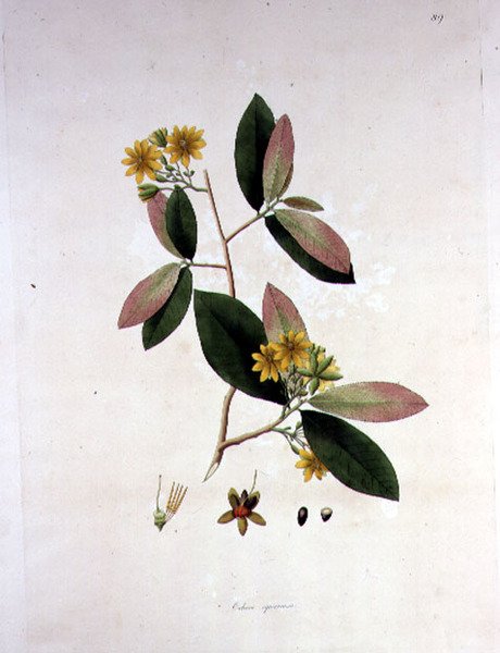 Ochna squarrosa, illustration fra 