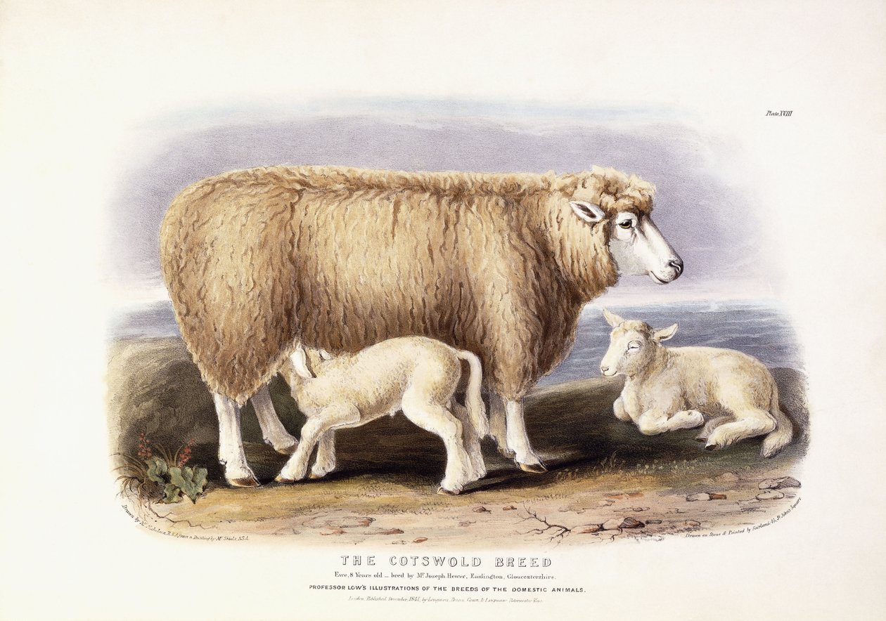Cotswold-racen, moderfår, 8 år gammel, 1840-1842 af William Shiels
