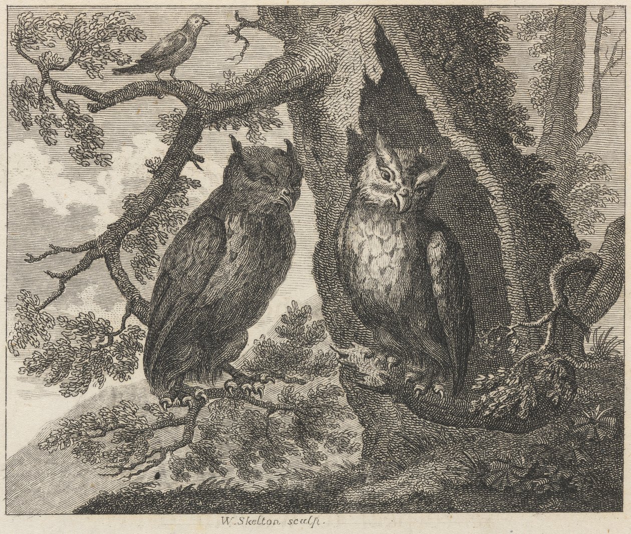 De To Ugler og Spurven af William Skelton