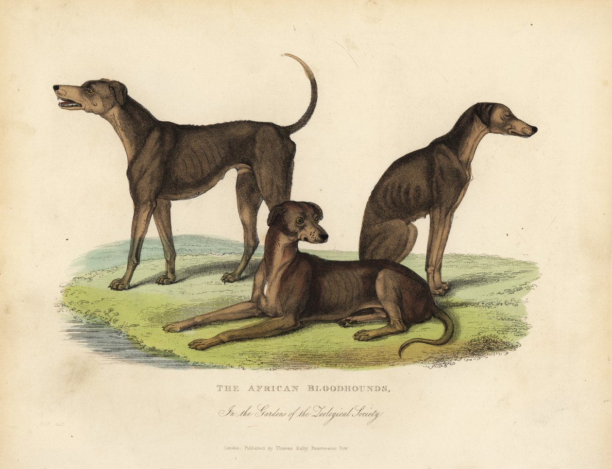 Afrikanske blodhunde i Zoologisk Selskabs haver. af William Smellie