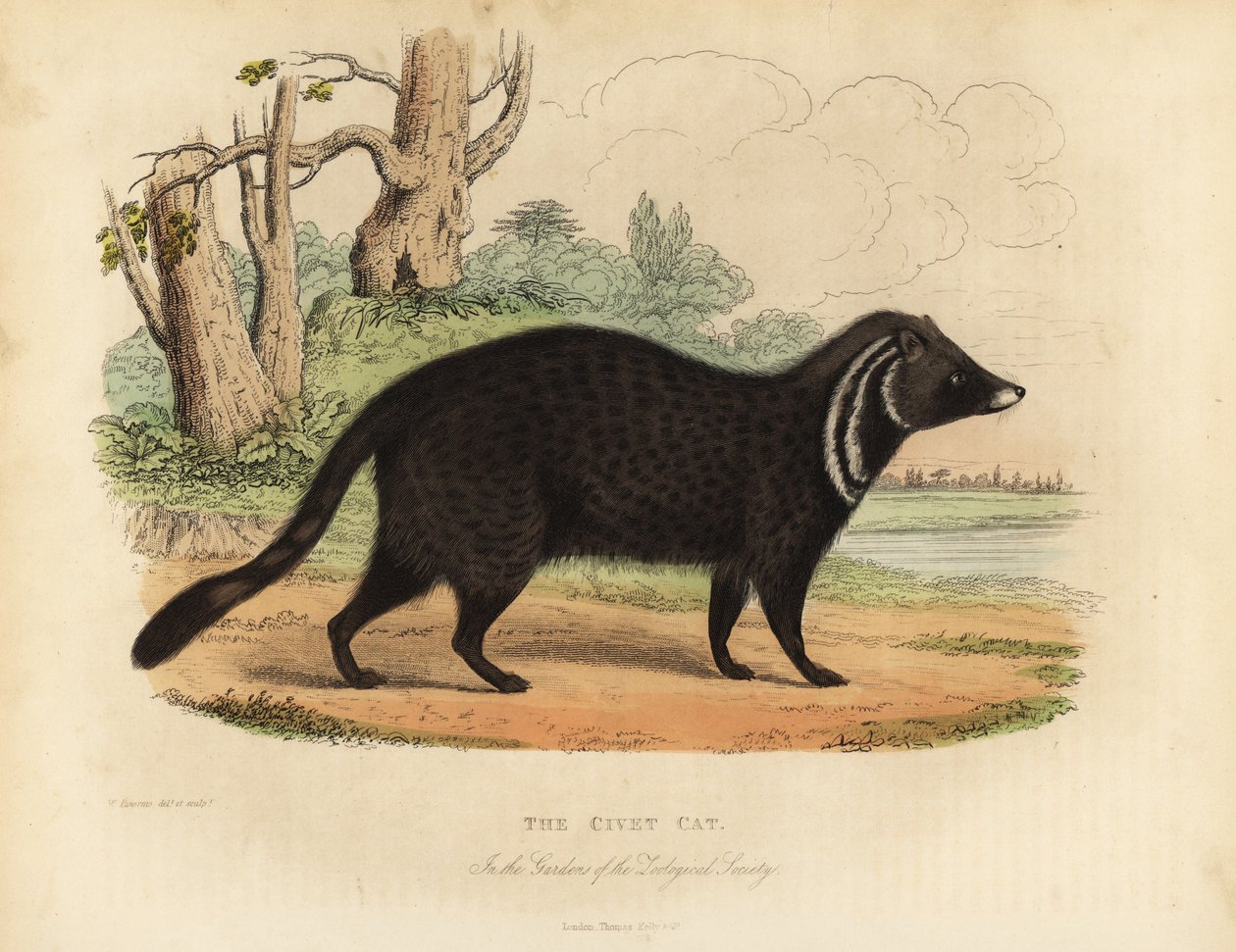 Afrikansk civet, Civettictes civet. af William Smellie