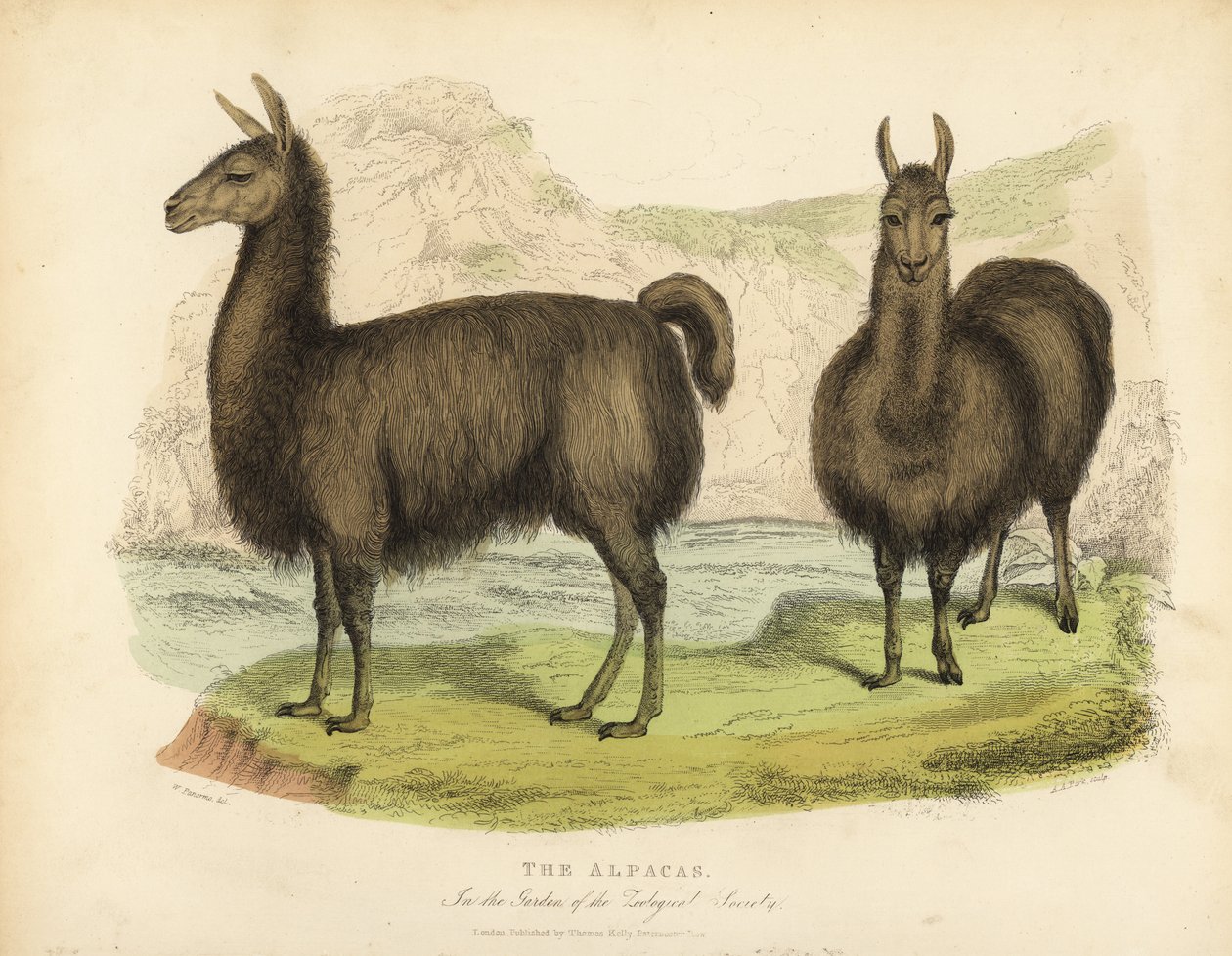 Alpaca, Vicuna pacos. af William Smellie