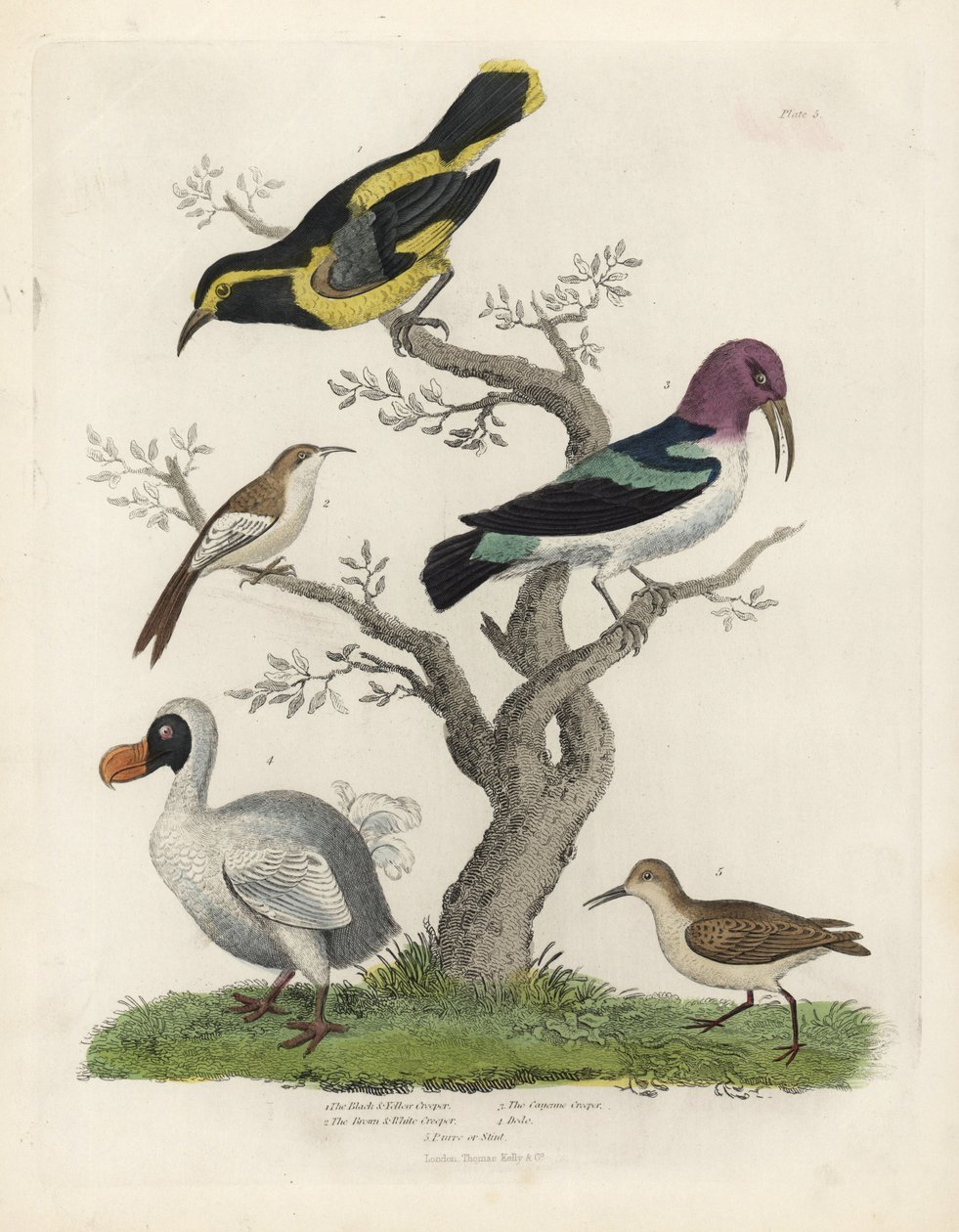 Sort og gul slyngplante, brun og hvid slyngplante, Certhia americana, Cayenne slyngplante, Dacnis cayana, Dodo, Raphus cucullatus og purre eller stint, Calidris alpina. Håndfarvet kobberstik af en ukendt kunstner fra William Smellies Natural Histo af William Smellie