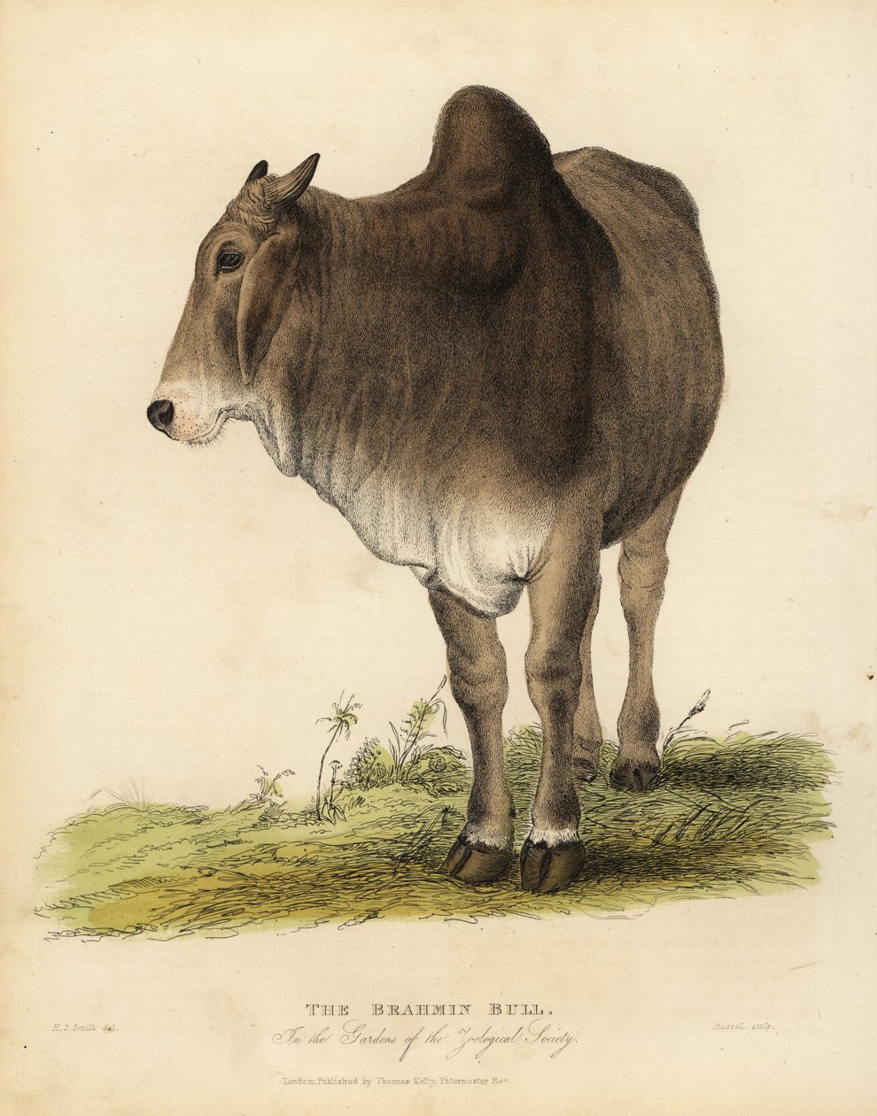 Brahma race af zebu-kvæg, Bos taurus indicus. af William Smellie