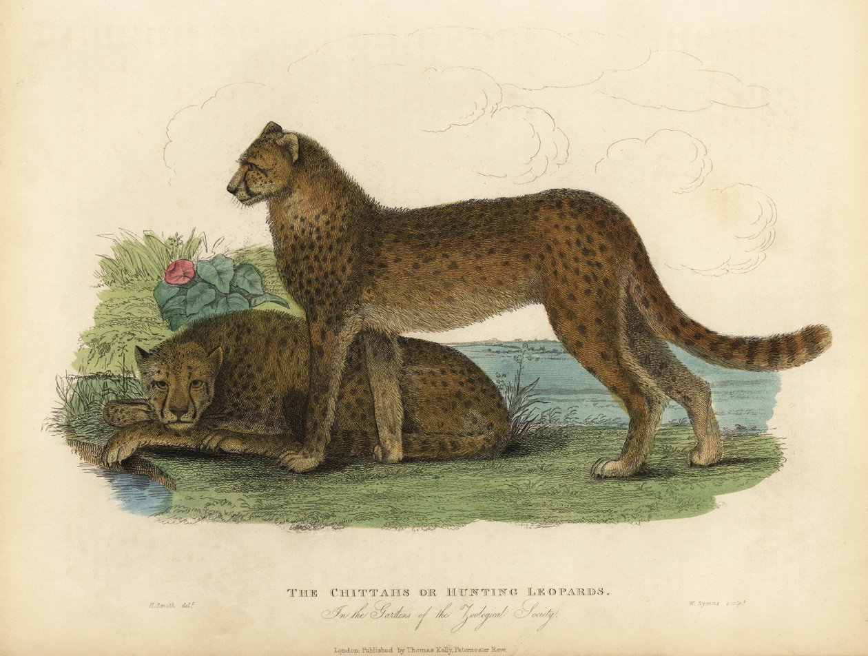 Gepard, Acinonyx jubatus. af William Smellie