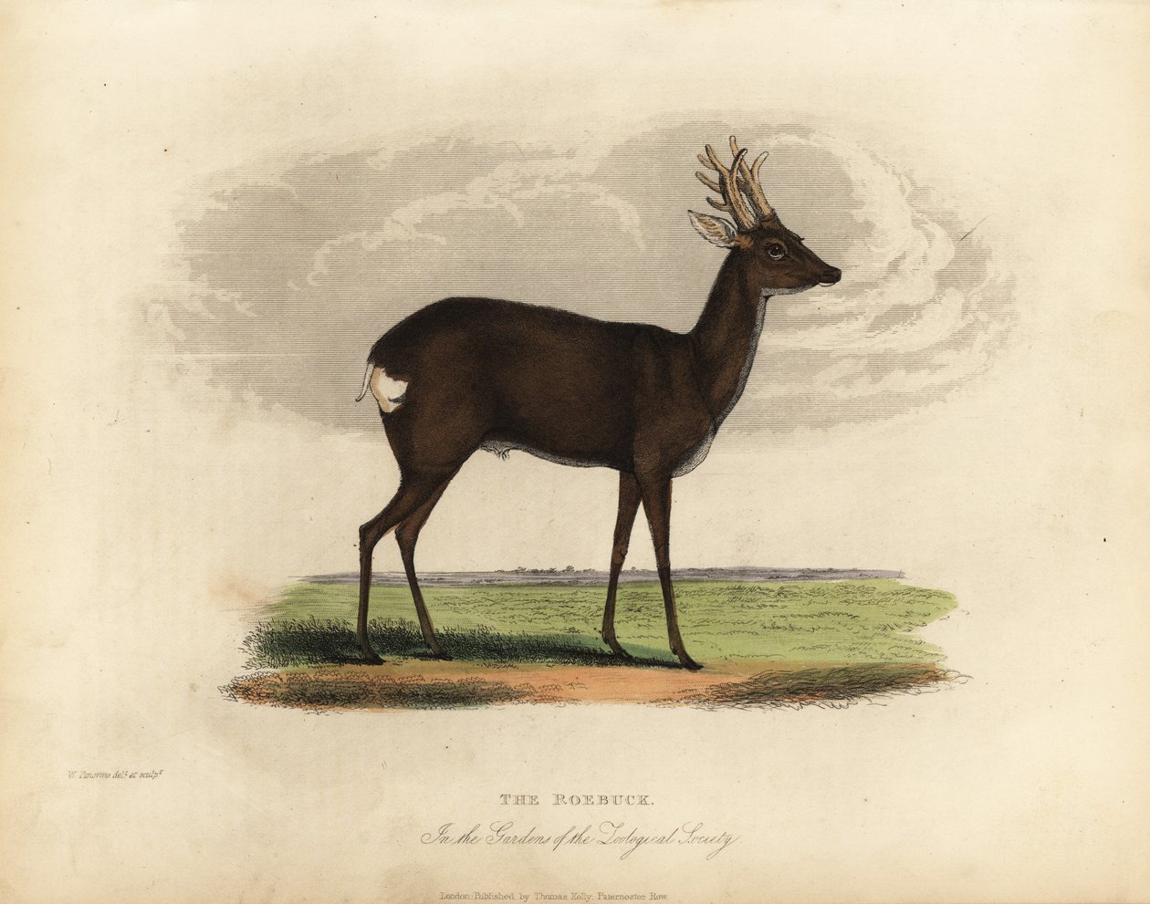 Europæisk rådyr, Capreolus capreolus. af William Smellie