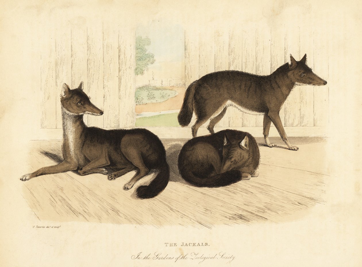 Guldsjakal, Canis aureus. af William Smellie
