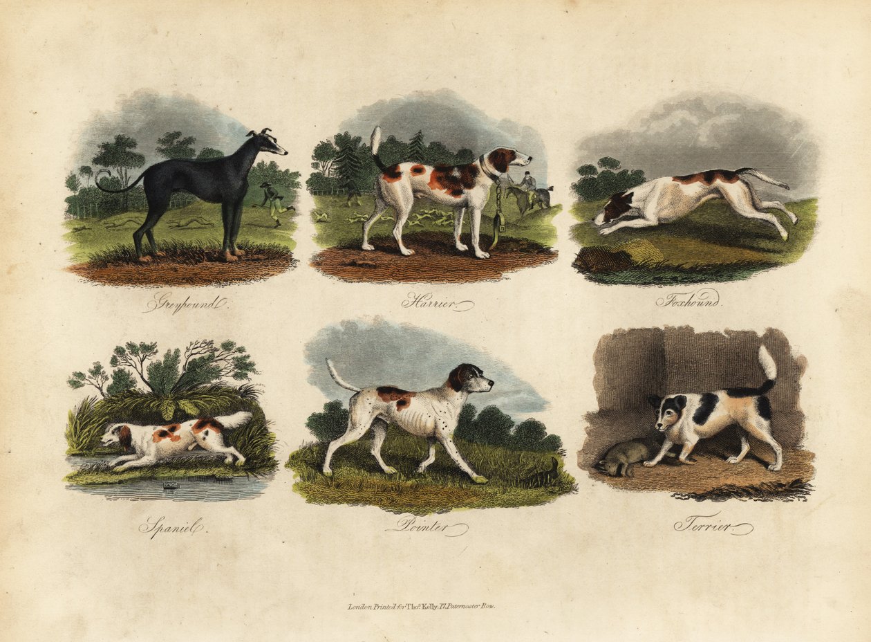 Greyhound, Harrier, Foxhound, Spaniel, Pointer, Terrier. af William Smellie