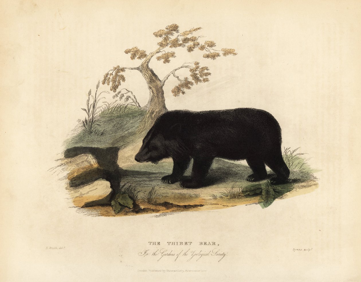 Himalayas sortbjørn, Ursus thibetanus laniger. af William Smellie