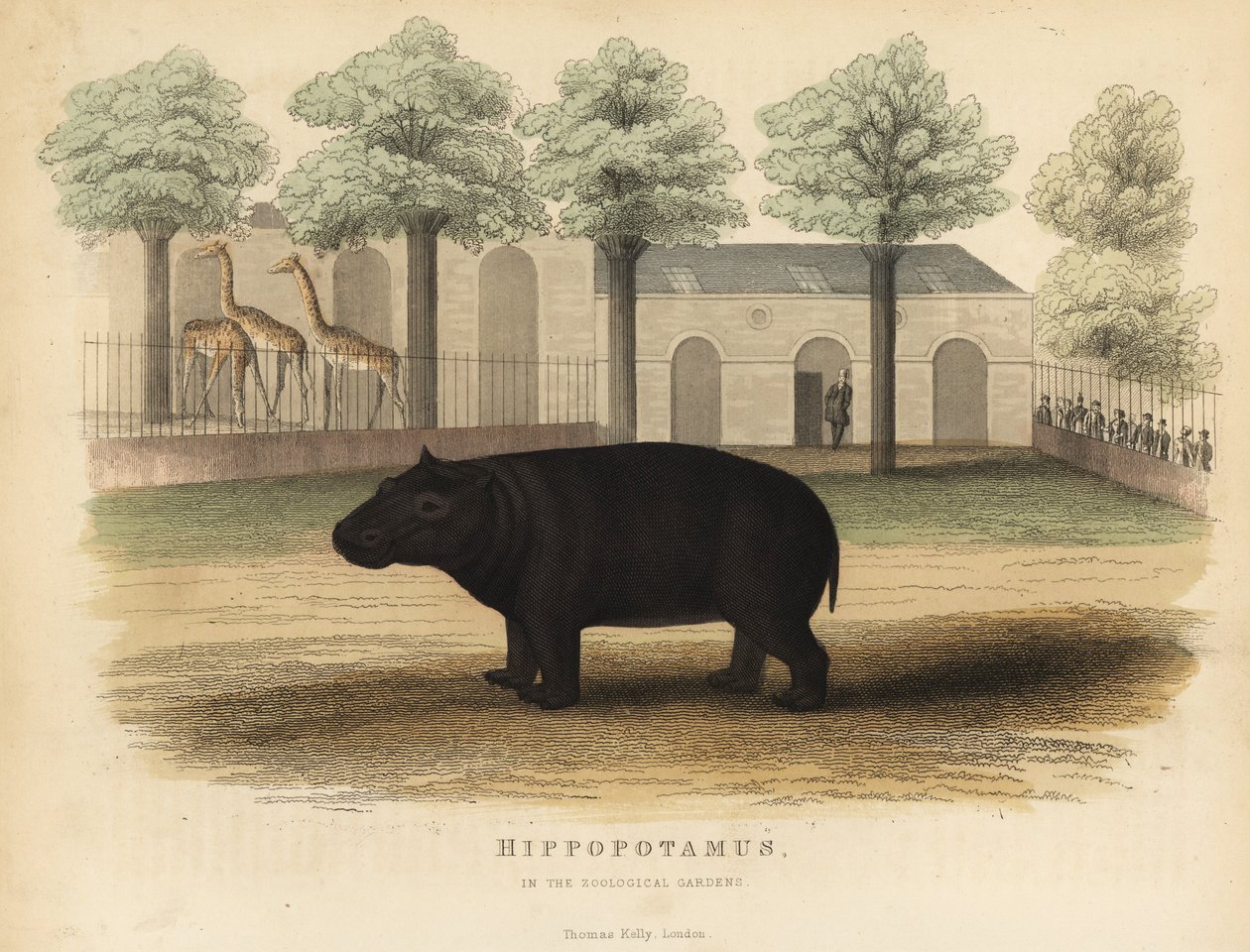Flodhest eller flodhest, Hippopotamus amphibius. af William Smellie
