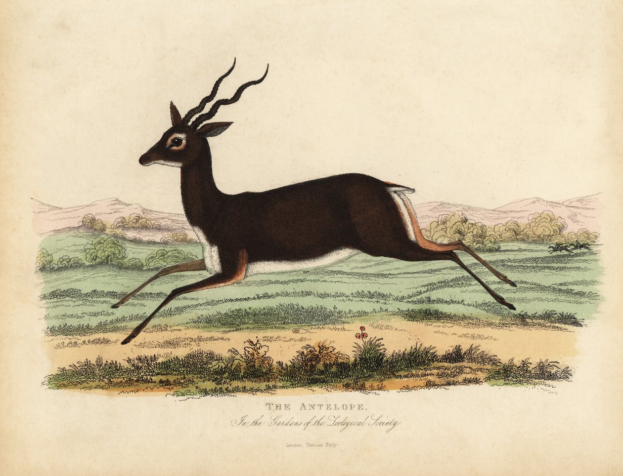Indisk antilope eller sortbuk, Antilope cervicapra. af William Smellie