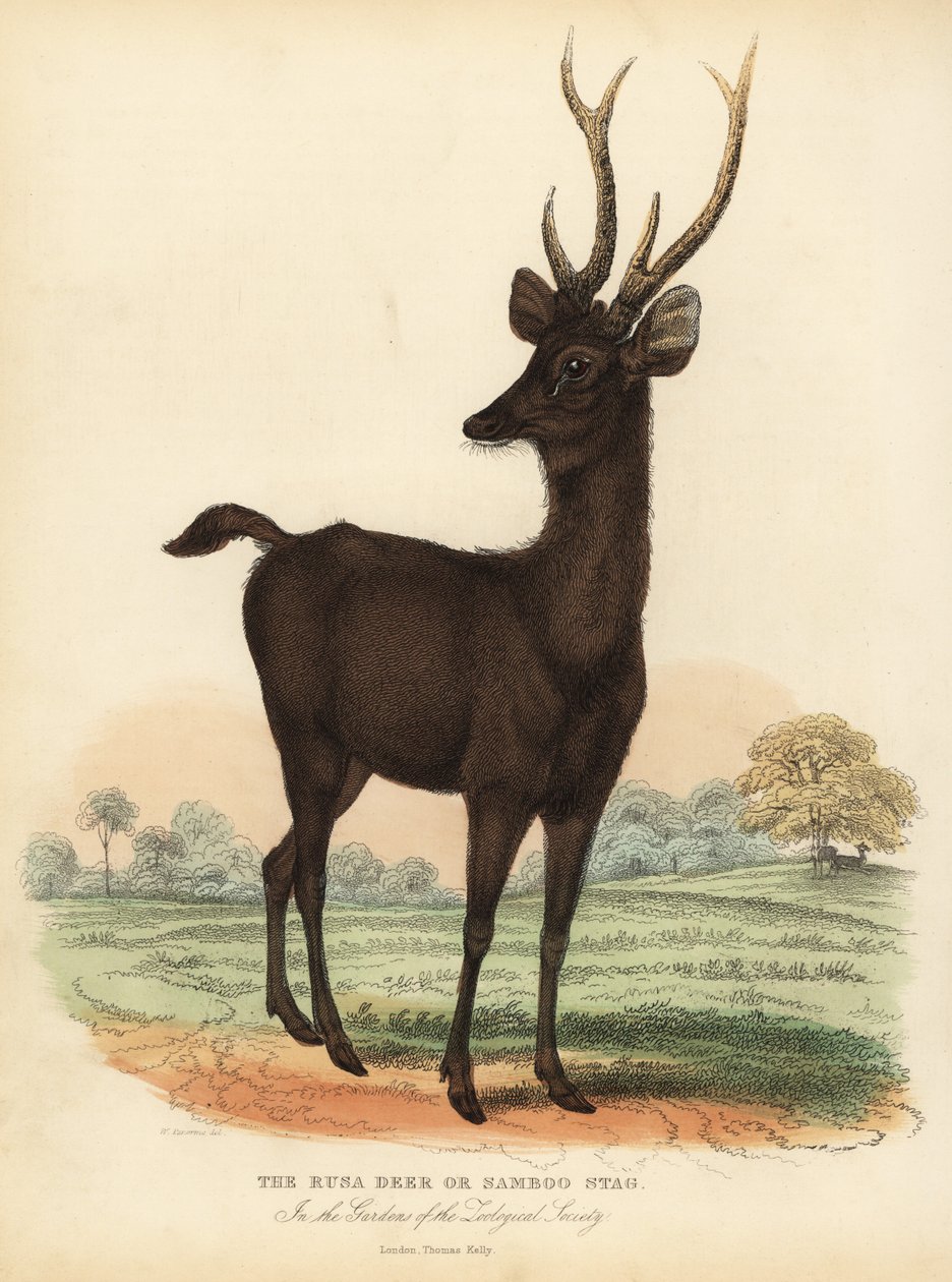 Javan Rusa Ora Sunda Sambar Deer, Rusa Timorensis. Sårbar. af William Smellie