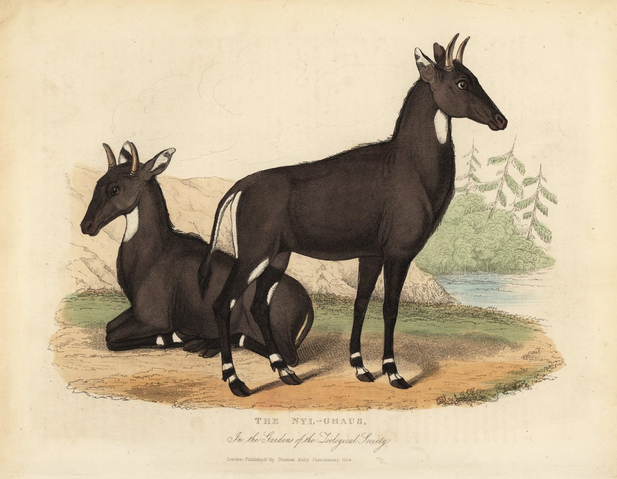 Nilgai eller blå tyr, Boselaphus tragocamelus. af William Smellie