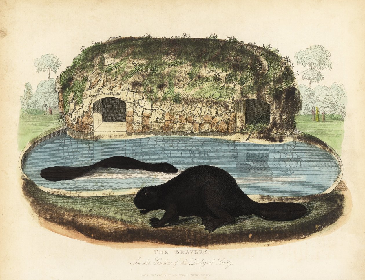 Nordamerikansk bæver, Castor canadensis. af William Smellie