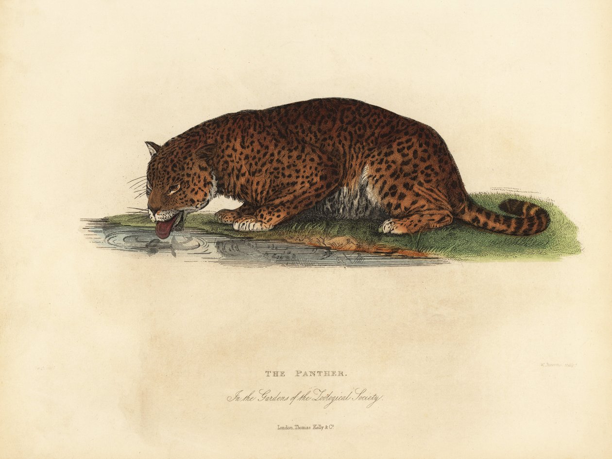 Panther, Panthera pardus og Panthera onca. af William Smellie