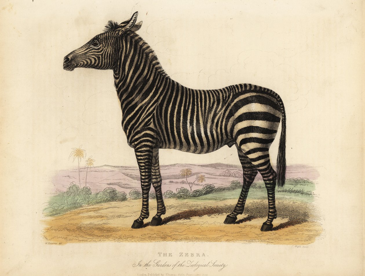 Plains zebra, Quagga hest. af William Smellie