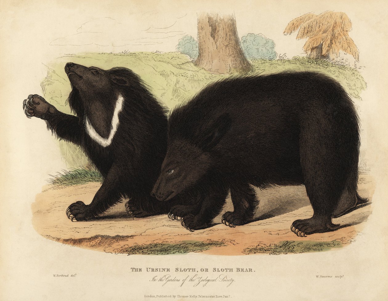 Dovendyrbjørn, Melursus ursinus. Sårbar. af William Smellie