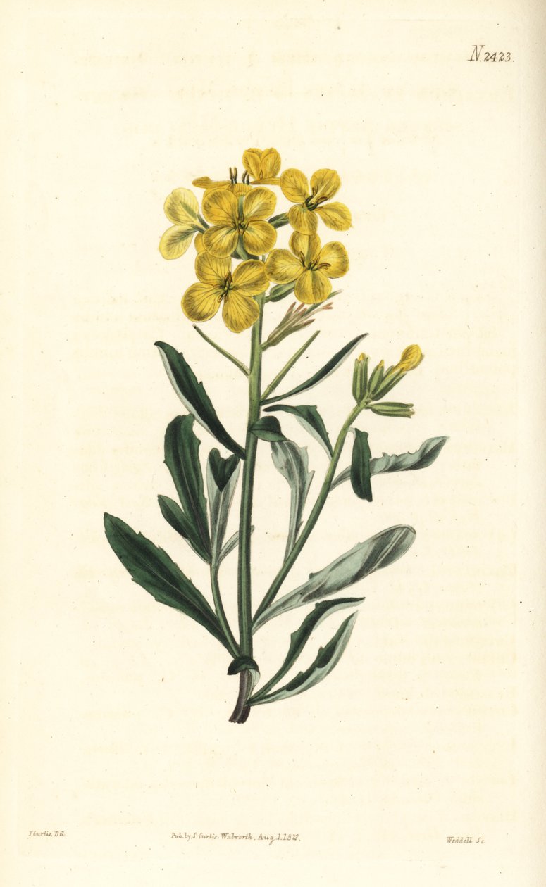 Lugtende vægblomst, Erysimum odoratum (Sødduftende alpehæksennep, Erysium lanceolatum minus). Håndfarvet kobberstik af Weddell efter en botanisk illustration af John Curtis fra William Curtis