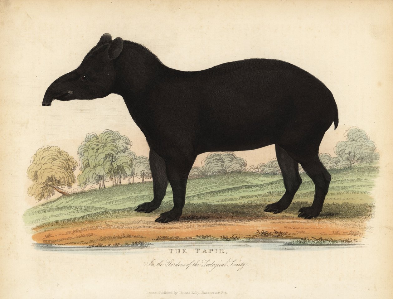 Sydamerikansk tapir, Tapirus terrestris, sårbar. af William Smellie