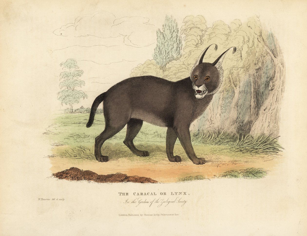 Caracal eller Lynx. af William Smellie