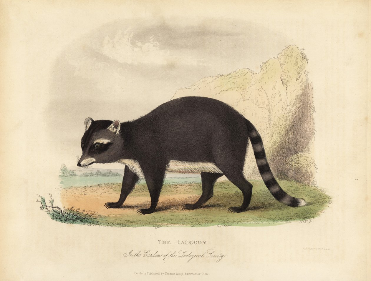 Vaskebjørnen, Procyon lotor. af William Smellie