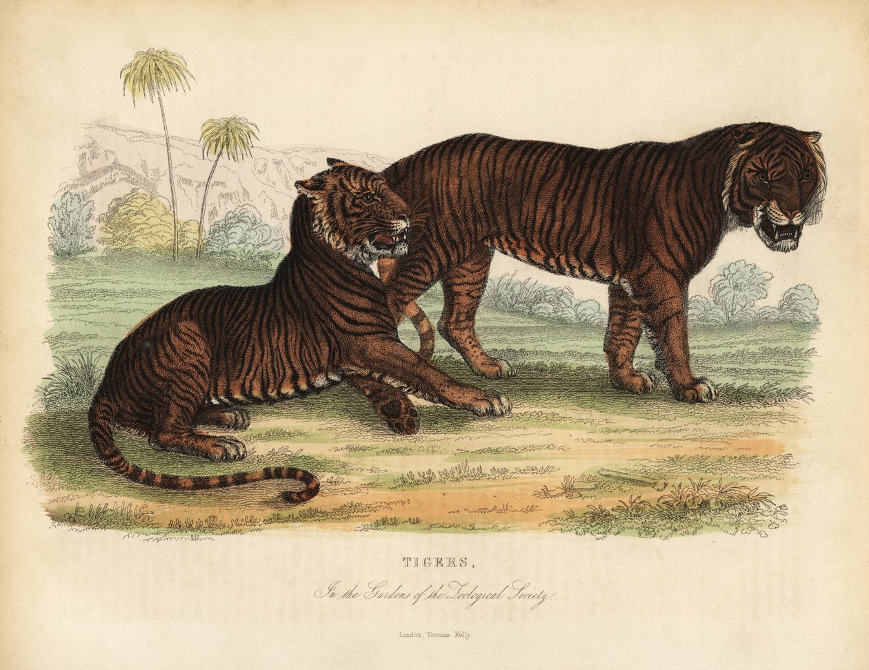 Tiger, Panthera tigris, truet. af William Smellie