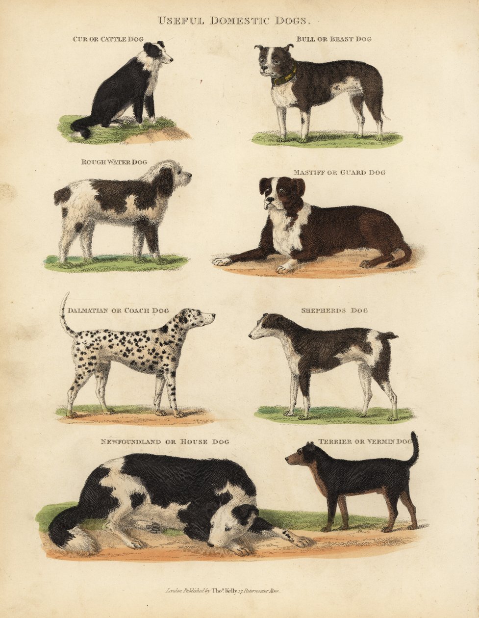 Nyttige tamhunde, Canis lupus familiaris. af William Smellie