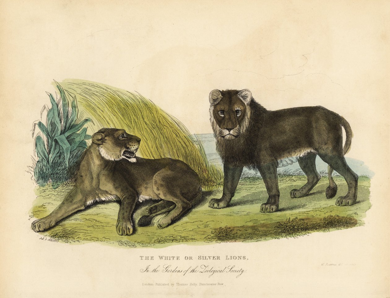 Hvide eller sølvløver, Panthera leo melanochaita. af William Smellie