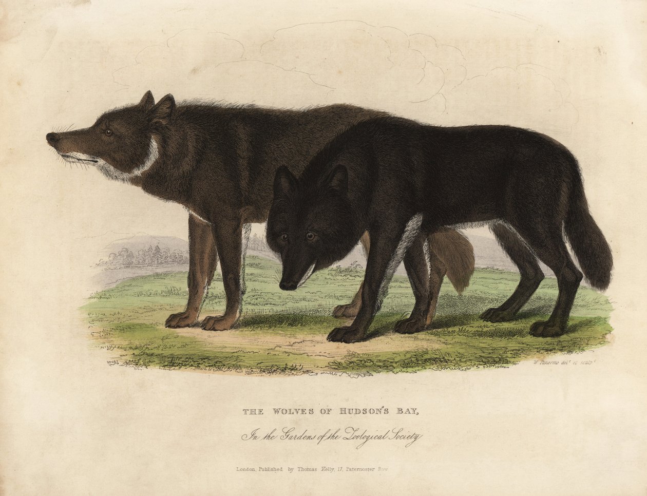 Wolves of Hudson Bay, Canis lupus. af William Smellie
