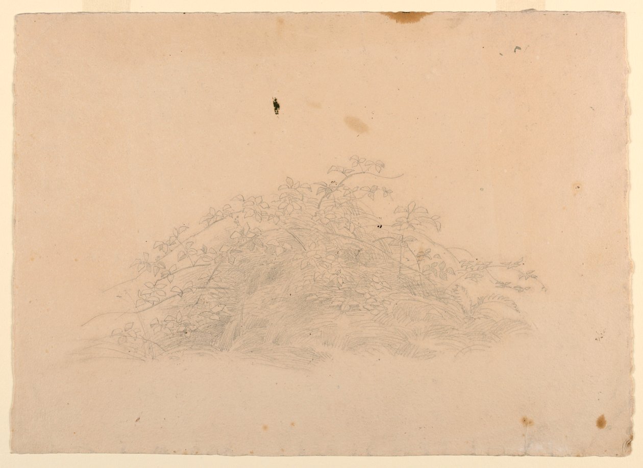 Undersøgelse af løv af William Stanley Haseltine